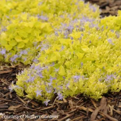 Campanula Garganica Dicksons Gold Bellflower