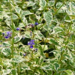 Caryopteris 'Snow Fairy' Bluebeard -Garden Supplies Sales 2024 Caryopteris Snow Fairy 3