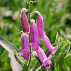 Digitalis Thapsi Fingerhut Foxglove