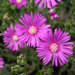 Delosperma Cooperi Ice Plant