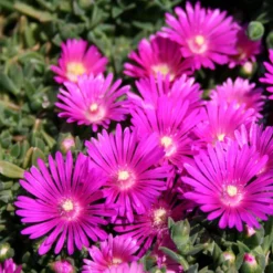 Delosperma 'Tiffindell Magenta' Ice Plant
