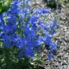 Delphinium 'Blue Mirror'