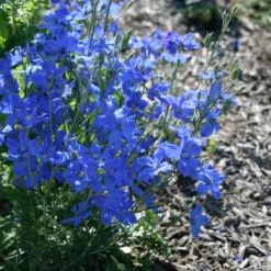 Delphinium 'Blue Mirror'