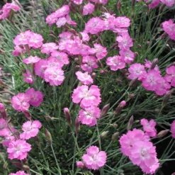 Dianthus 'Tiny Rubies' Pinks