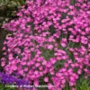 Dianthus 'Firewitch' Cheddar Pinks