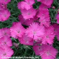 Gazebo Parts Direct Sales Store -Garden Supplies Sales 2024 Dianthus gratianopolitanus Firewitch 0001 high res b748c010 4ef3 498e ae28 3db02b6d1ad3