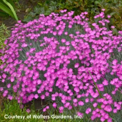 Dianthus 'Firewitch' Cheddar Pinks -Garden Supplies Sales 2024 Dianthus gratianopolitanus Firewitch 0002 high res b623289c 6e63 4c34 b58c 27428da482cf