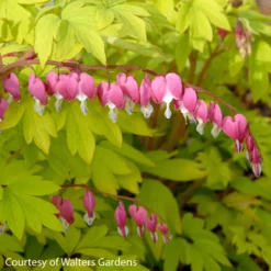 Best Seller 6 Dicentra Spectabilis 'Gold Heart' Bleeding Heart