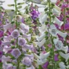 Digitalis 'Camelot Mix' Foxglove