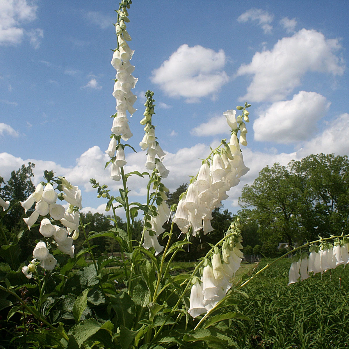 Digitalis Purpurea 'Snow Thimble' Foxglove 2 Digitalis Purpurea 'Snow Thimble' Foxglove - Image 2