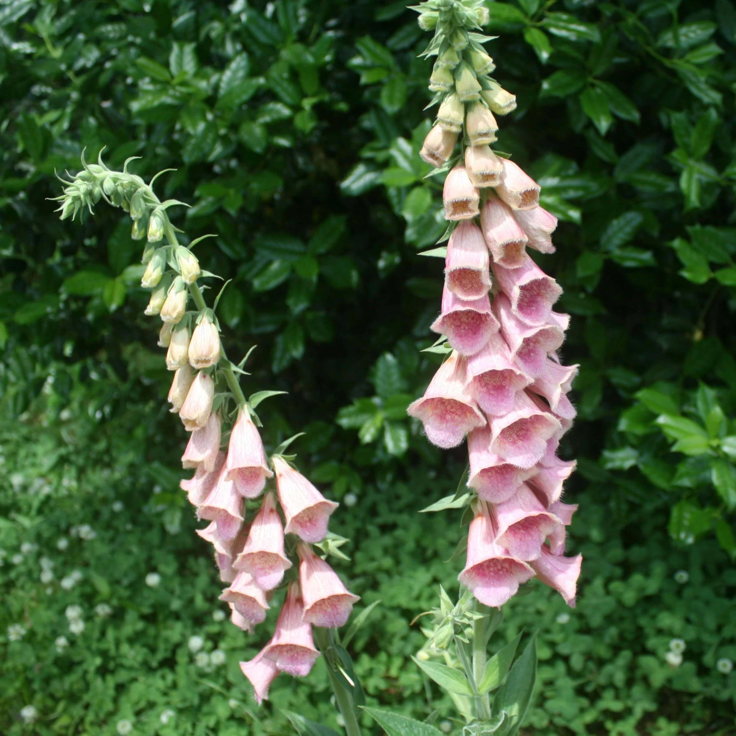 Digitalis Mertonensis Strawberry Foxglove 1 Digitalis Mertonensis Strawberry Foxglove