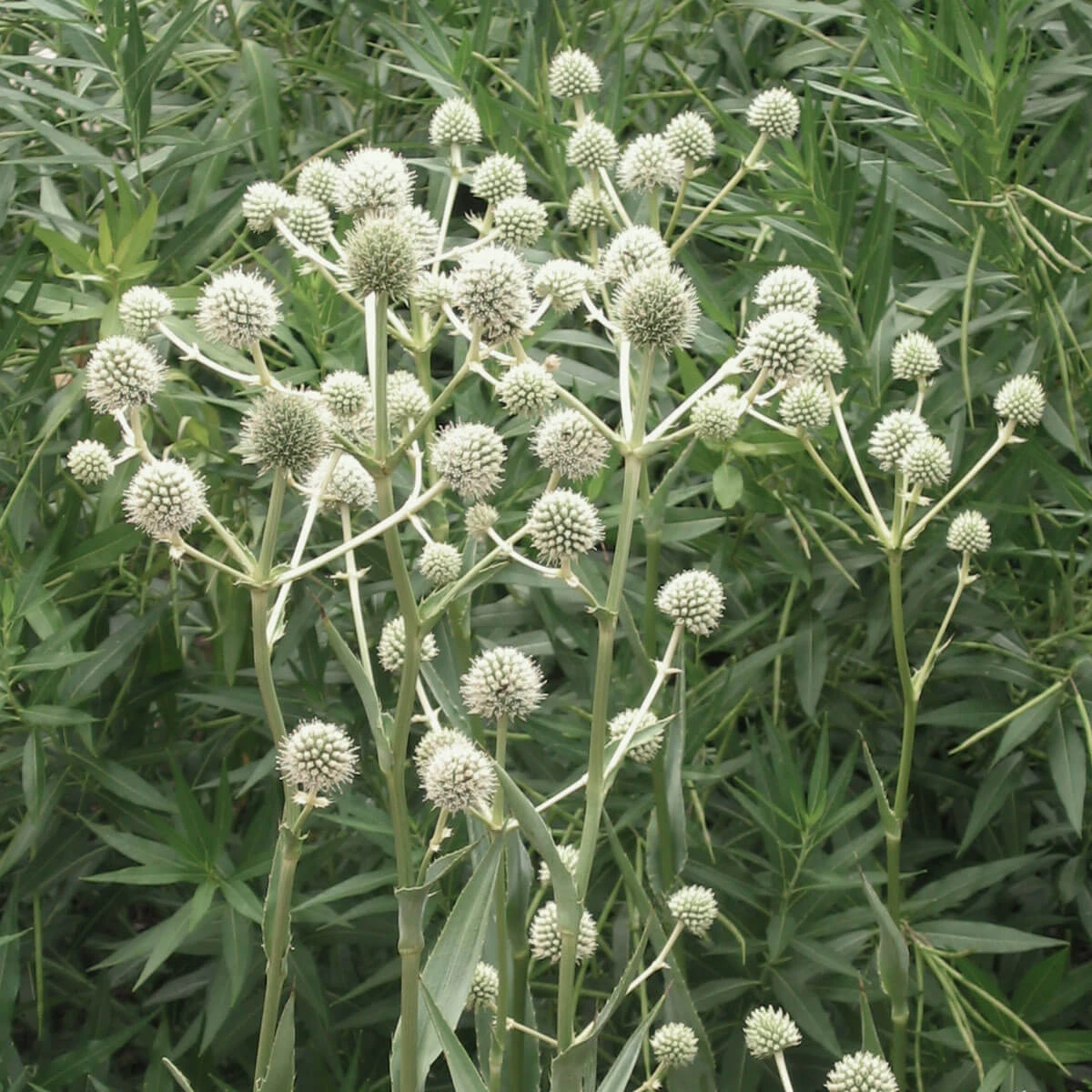 Eryngium Yuccifolium Rattlesnake Master 1 Eryngium Yuccifolium Rattlesnake Master