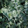 Eucalyptus Cinerea Silver Dollar Tree