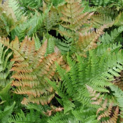 Fern 'Brilliance' Autumn