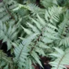Fern Ghost Athyrium Nipponicum Ghost