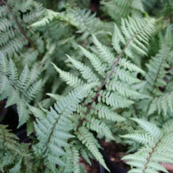 Fern Ghost Athyrium Nipponicum Ghost