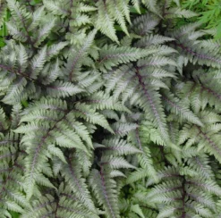 Fern Japanese Painted Athyrium Niponicum 'Pictum'