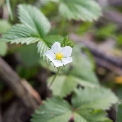 Fragaria Virginiana Wild Strawberry -Garden Supplies Sales 2024 Fragaria virginiana Wild Strawberry