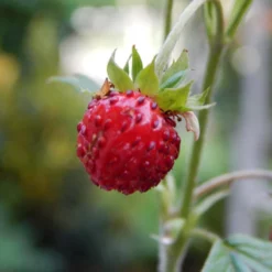 Best Seller -Garden Supplies Sales 2024 Fragaria virginiana Wild Strawberry 3