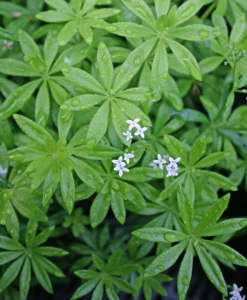 Galium Odoratum Sweet Woodruff