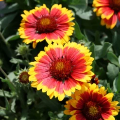 Gaillardia 'Arizona Sun' Blanket Flower