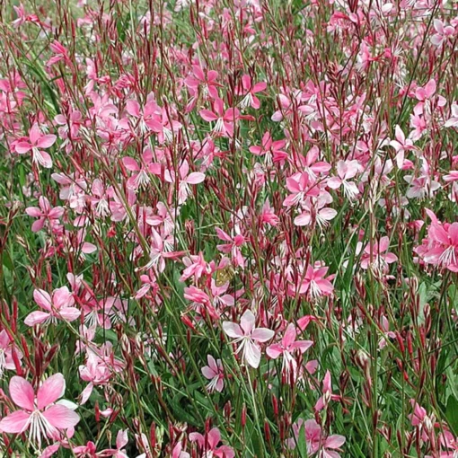 Gaura 'Siskiyou Pink' Wandflower -Garden Supplies Sales 2024 Gaura Siskiyou Pink Wandflower 2 9470babb 4512 4f31 9c86 26d52efb70c6