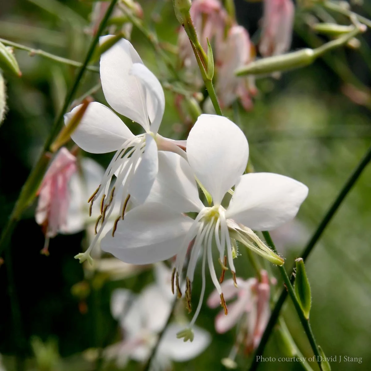 Gaura 'Whirling Butterflies' Wandflower 1 Gaura 'Whirling Butterflies' Wandflower