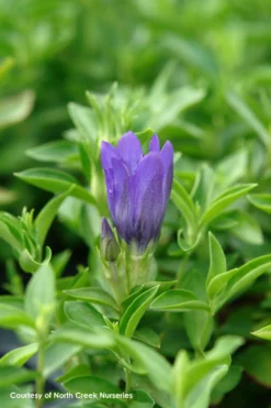 Gentiana 'True Blue' Bottle Gentian -Garden Supplies Sales 2024 Gen TrueBlue Flw 3 scaled