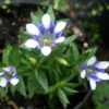 Gentiana Cruciata Blue Cross Bottle Gentian