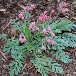Geum Trifolium Rose Of The Rockery