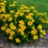 Heliopsis 'Tuscan Gold' Smooth Ox-Eye Daisy