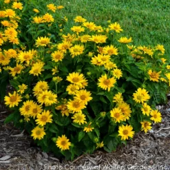 Heliopsis 'Tuscan Gold' Smooth Ox-Eye Daisy