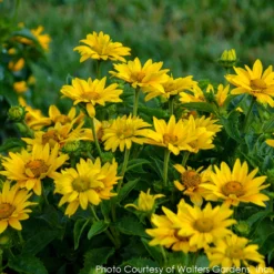 Heliopsis 'Tuscan Gold' Smooth Ox-Eye Daisy 5 Heliopsis 'Tuscan Gold' Smooth Ox-Eye Daisy -Garden Supplies Sales 2024 HELIOPSIS TUSCAN GOLD 3