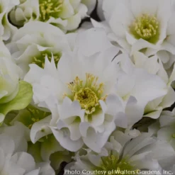 Helleborus 'Wedding Bells' Lenten Rose -Garden Supplies Sales 2024 HELLEBORUS WEDDING BELLS 3