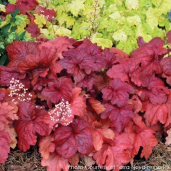 Heuchera X 'Fire Alarm' Coral Bells