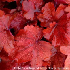 Heuchera X 'Fire Alarm' Coral Bells -Garden Supplies Sales 2024 HEUCHERA FIRE ALARM 5