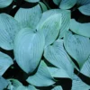 Hosta 'Fragrant Blue' Plantain Lily