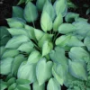 Hosta 'June' Plantain Lily