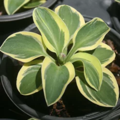 Hosta 'Mighty Mouse' Plantain Lily
