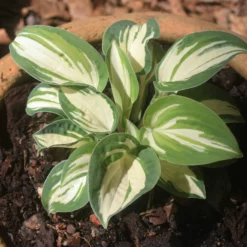 Hosta 'Pandora's Box' Plantain Lily