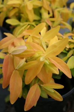 Hypericum 'Brigadoon' St. John's Wort