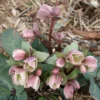 Helleborus X Nigersmithii 'Ivory Prince' Lenten Rose
