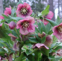 Best Seller -Garden Supplies Sales 2024 Helleborus Pine Knot 1