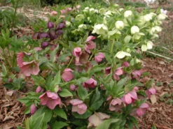 Helleborus 'Pine Knot Strain' Lenten Rose 6 Helleborus 'Pine Knot Strain' Lenten Rose -Garden Supplies Sales 2024 Helleborus Pine Knot 2