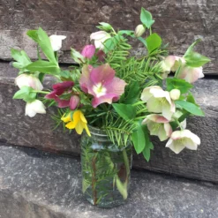 Helleborus 'Pine Knot Strain' Lenten Rose 7 Helleborus 'Pine Knot Strain' Lenten Rose -Garden Supplies Sales 2024 Helleborus Pine Knot Strain Lenten Rose 2