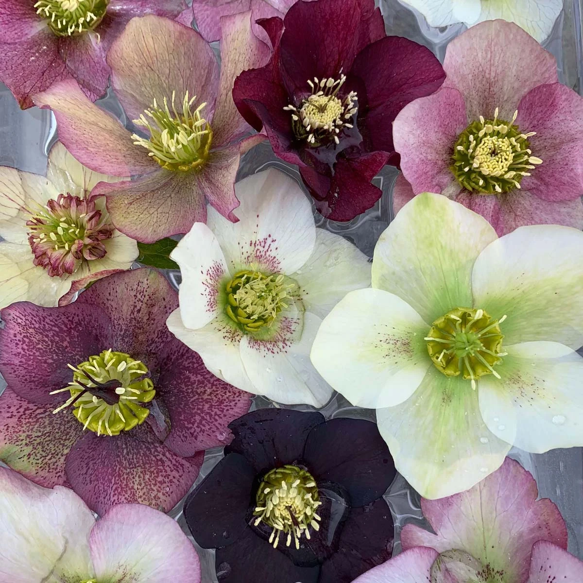 Helleborus 'Pine Knot Strain' Lenten Rose 1 Helleborus 'Pine Knot Strain' Lenten Rose
