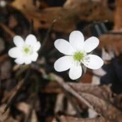 Hepatica Acutiloba Sharp Lobed Hepatica 5 Hepatica Acutiloba Sharp Lobed Hepatica -Garden Supplies Sales 2024 Hepatica acutiloba