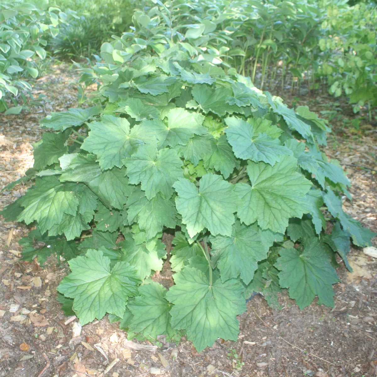 Heuchera Villosa 'Autumn Bride' Coral Bells/Alumroot 2 Heuchera Villosa 'Autumn Bride' Coral Bells/Alumroot - Image 2