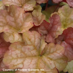 Heuchera 'Pinot Gris' Coral Bells
