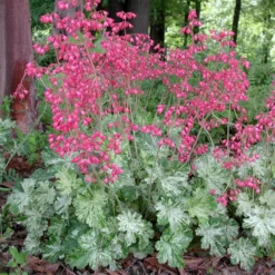 Heuchera 'Snow Angel' Coral Bells